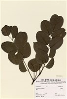 藏品(花櫚木(吉納檀))的圖片